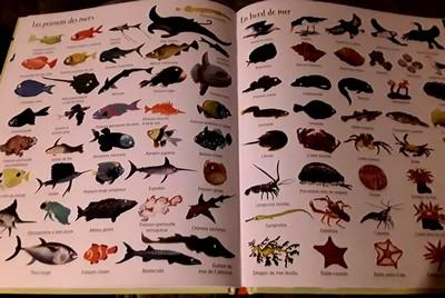 1000 animaux en images.