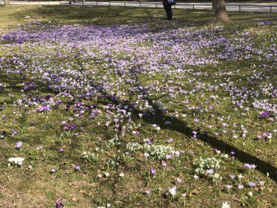Mon petit saut à Baden Baden Mon petit saut à Baden Baden