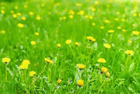 8 recettes de santé aux pissenlits, jeunes pousses tendres à croquer... 8 recettes de santé aux pissenlits, jeunes pousses tendres à croquer...