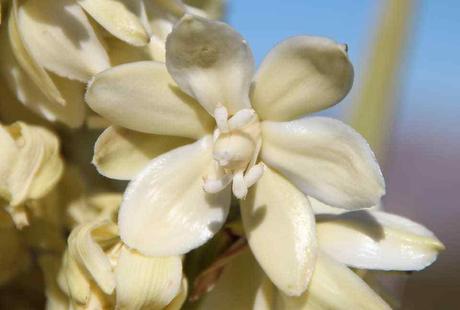 Pays Etranger - La Californie - 1