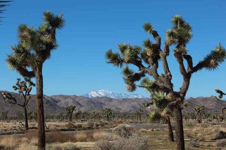 Pays Etranger - La Californie - 1