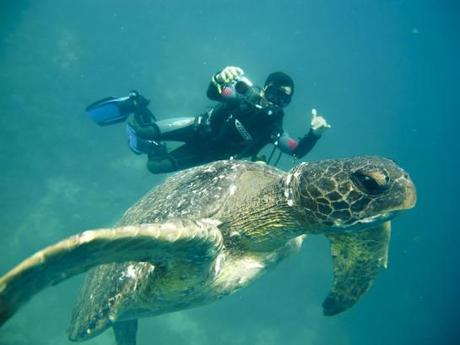 Booking.com- 6 destinations où s’engager pour la protection de la faune Booking.com- 6 destinations où s’engager pour la protection de la faune