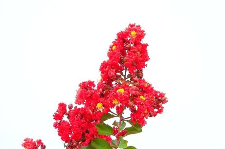 red rocket crape myrtle write a review red crape myrtle red crape myrtle red crape myrtle red rocket crape myrtle height