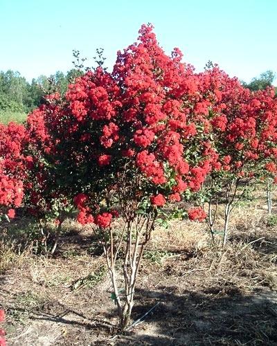red rocket crape myrtle red rocket crape myrtle for sale