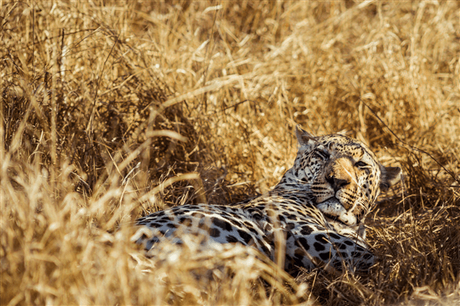 Afrique du Sud – 10 expériences récréatives