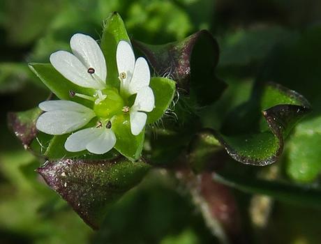 Stellaire intermédiaire (Stellaria media subsp. media)