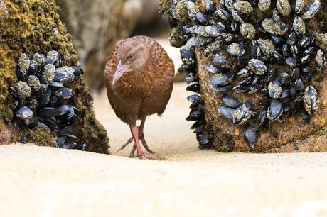 [Podcast #58] Photographier les oiseaux de Nouvelle-Zélande !