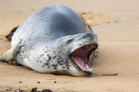 [Podcast #58] Photographier les oiseaux de Nouvelle-Zélande !
