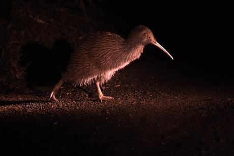 [Podcast #58] Photographier les oiseaux de Nouvelle-Zélande !