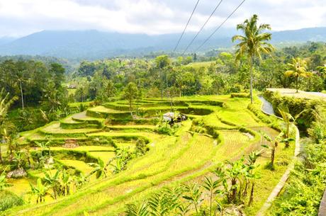 Que faire à UBUD en 5 jours ?