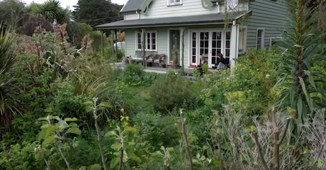 Un exemple de forêt nourricière en permaculture (vidéo) Un exemple de forêt nourricière en permaculture (vidéo)