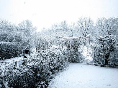 Jonquilles d'hiver dans le jardin enneigé