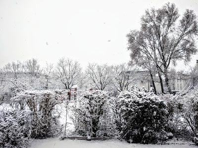 Jonquilles d'hiver dans le jardin enneigé