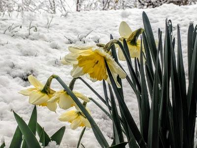 Jonquilles d'hiver dans le jardin enneigé