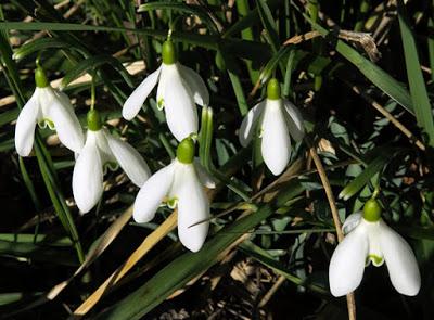 Perce-neige (Galanthus nivalis)