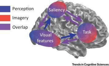 #trendsincognitivesciences #perceptionvisuelle #imagerievisuelle Mécanismes Nerveux Partagés de Perception et d’Imagerie Visuelles