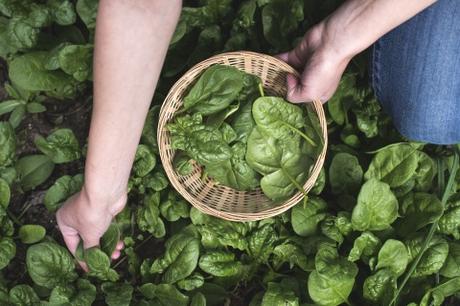 Les légumes perpétuels pour votre jardin potager