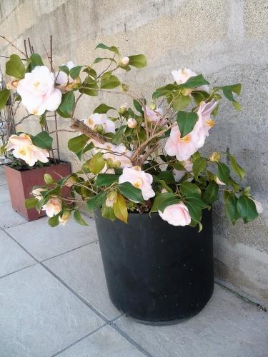 jardin, vent, saison, printemps, loisirs, photos, fleurs