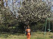 Réflexions sous cerisier