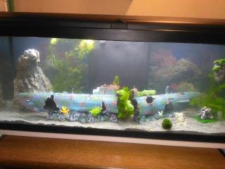 Mon nouvel aquarium