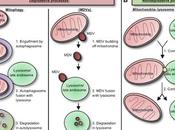 #trendsincellbiology #homéostasiecellulaire Régulation Fonction Sites Contact entre Membranes Lysosomiales Mitochondriales dans l’Homéostasie Cellulaire