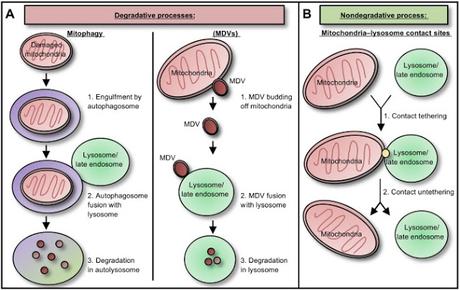 #trendsincellbiology #homéostasiecellulaire Régulation et Fonction des Sites de Contact entre Membranes Lysosomiales et Mitochondriales dans l’Homéostasie Cellulaire