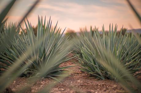 Envie de découvrir les spiritueux mexicains  ? Rendez-vous au Festival Viva Agave !