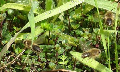 L’optimisme des abeilles