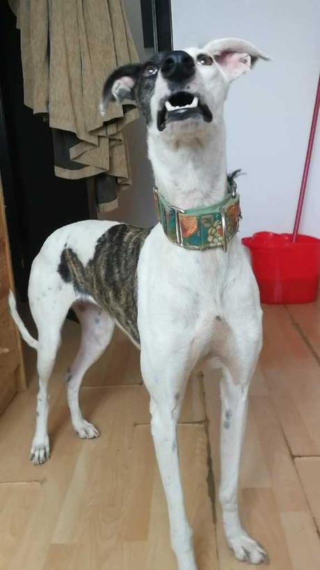 A.Chica  jeune et jolie galga de 2 ans à adopter chez sos chiens galgos