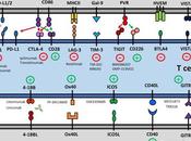 #trendsincancer #cancer #tête #cou #thérapiescombinées Évasion Immunitaire Cancer Tête Fondements Thérapies Combinaison