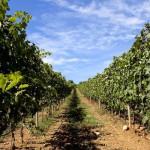 E-TV à la découverte des vignes Toscanes (Vidéo)
