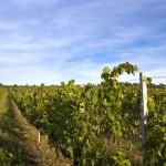 E-TV à la découverte des vignes Toscanes (Vidéo)