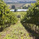 E-TV à la découverte des vignes Toscanes (Vidéo)