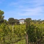 E-TV à la découverte des vignes Toscanes (Vidéo)