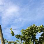 E-TV à la découverte des vignes Toscanes (Vidéo)