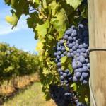 E-TV à la découverte des vignes Toscanes (Vidéo)