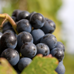 E-TV à la découverte des vignes Toscanes (Vidéo)