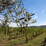 E-TV à la découverte des vignes Toscanes (Vidéo)