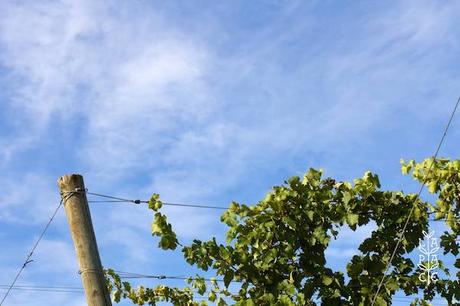 14047382_1766019940303550_989645088459057647_o