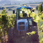 E-TV à la découverte des vignes Toscanes (Vidéo)