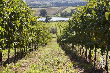 14066421_1766022006970010_4434036196038829301_o