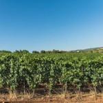 E-TV à la découverte des vignes Toscanes (Vidéo)