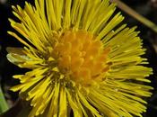 Tussilage (Tussilago farfara)