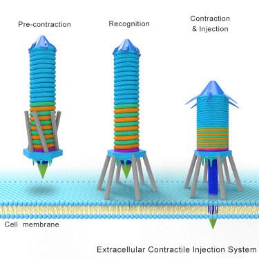 #Cell #cryomicroscopie Cryo-Microscopie Électronique et Assemblage d’un Système Extracellulaire Contractile d’Injection