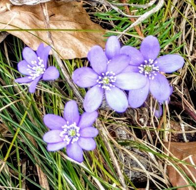 Erste Blüte in den Bergen -Mittenwald 22.03.2019 - Première floraison en montagne.