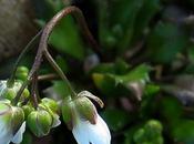 Drave printanière (Draba verna var. verna)