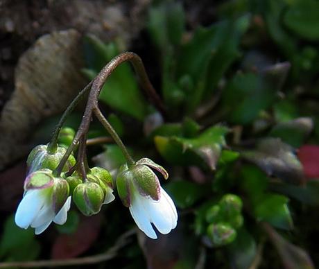 Drave printanière (Draba verna var. verna)