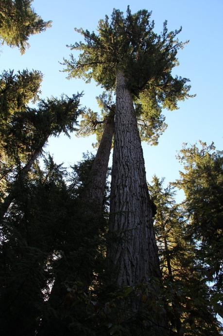 Pays Etranger - Etat de Washington - 3