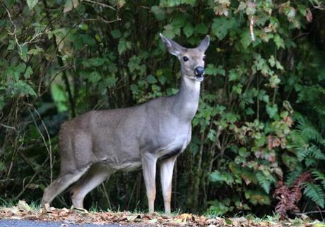 Pays Etranger - Etat de Washington - 3