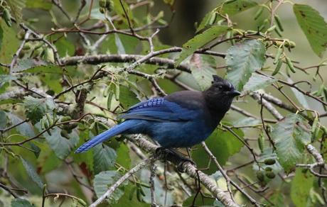 Pays Etranger - Etat de Washington - 3